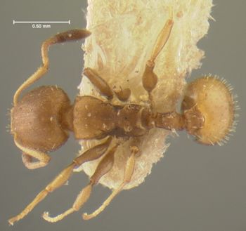 Media type: image; Entomology 22904   Aspect: habitus dorsal view